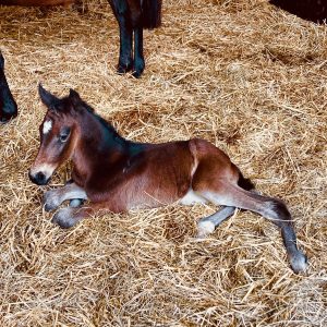 Great birth of a beautiful filly